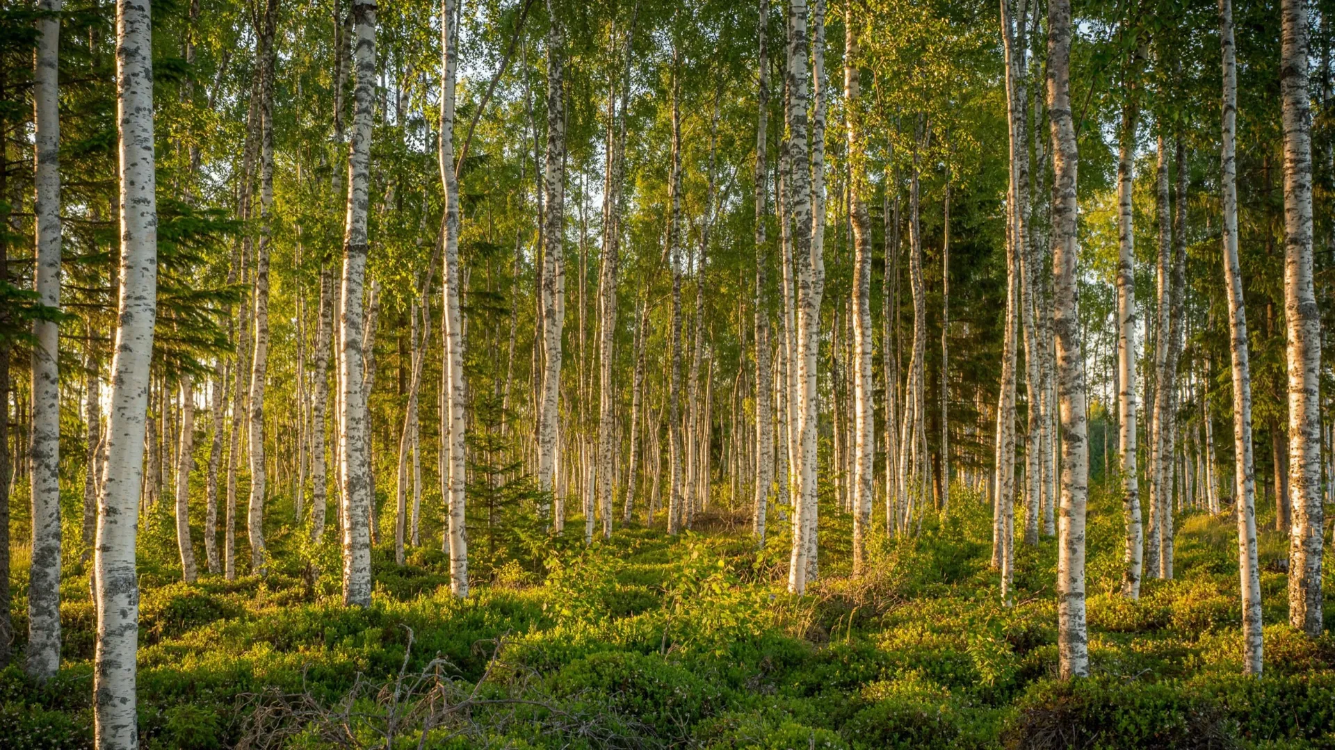 Hyvää juhannusta ja kesää!☀️